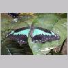 Papilio peranthus - Indonesien - wien-a 01.jpg